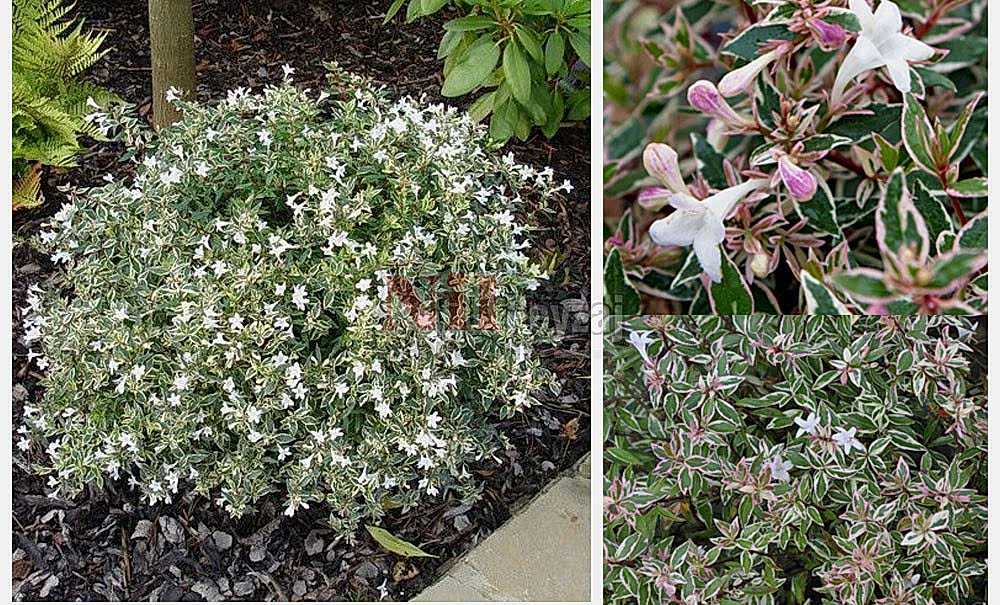 Abelia grandiflora ‘Confetti’/Güzellik Çalısı-Alacalı