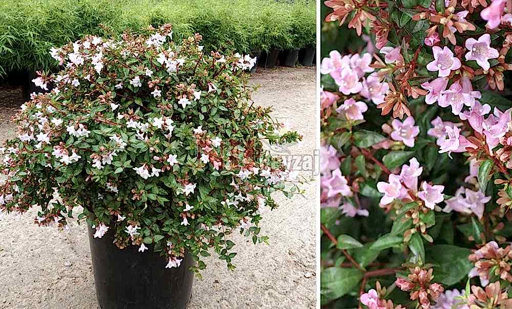 Abelia grandiflora ‘Edward’/Güzellik Çalısı