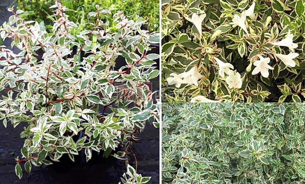 Abelia x grandiflora ‘Variegata’/Alacalı Güzellik Çalısı