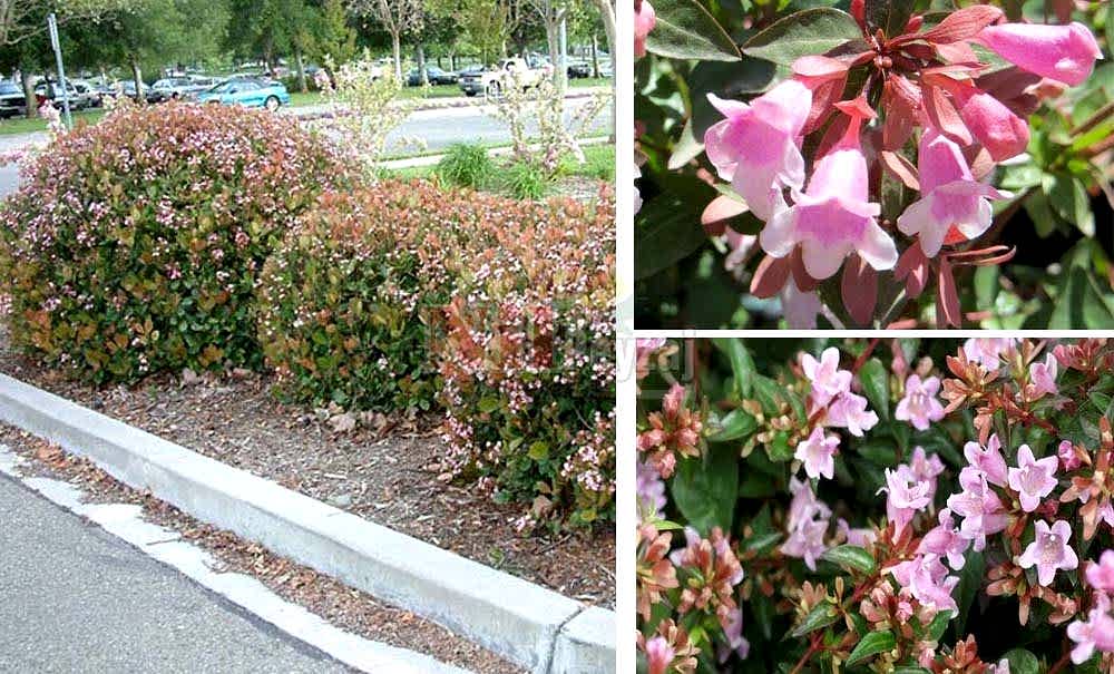 Abelia x grandiflora /Güzellik Çalısı