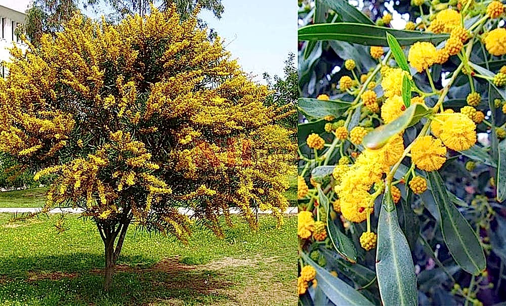 Acacia cyanophylla/Kıbrıs Akasyası