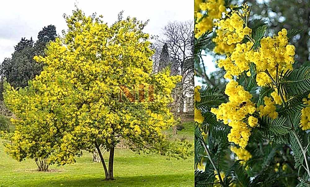 Acacia dealbata/Mimoza