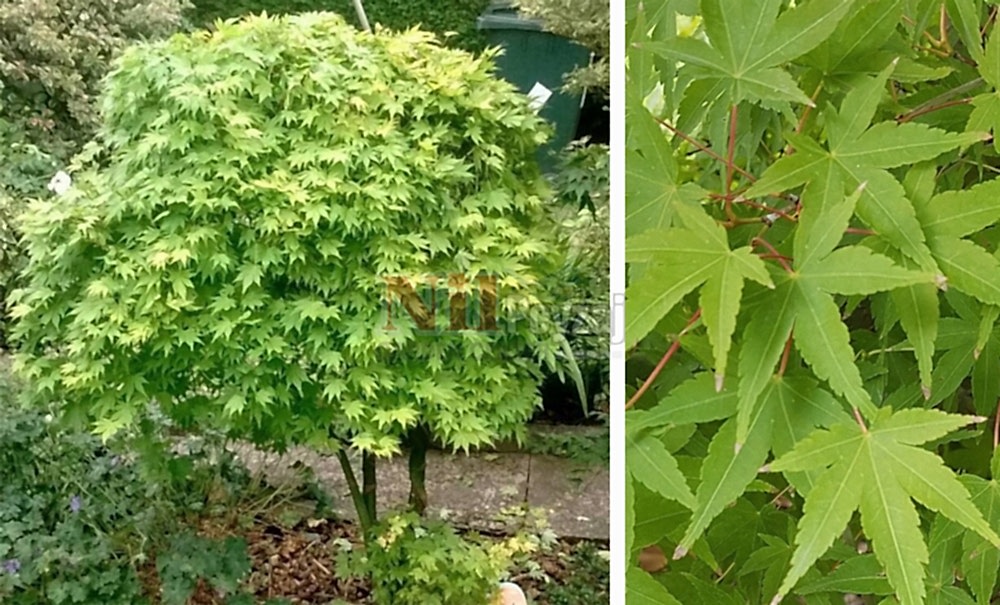 Acer palmatum/Japon Akçaağacı