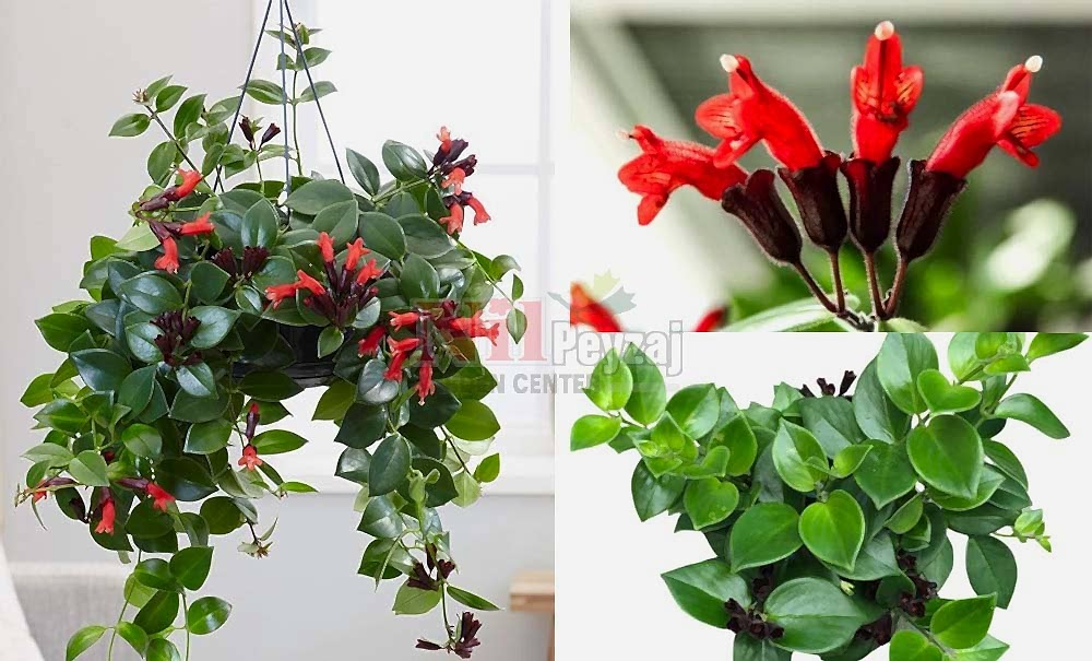 Aeschynanthus radicans/Ruj Çiçeği