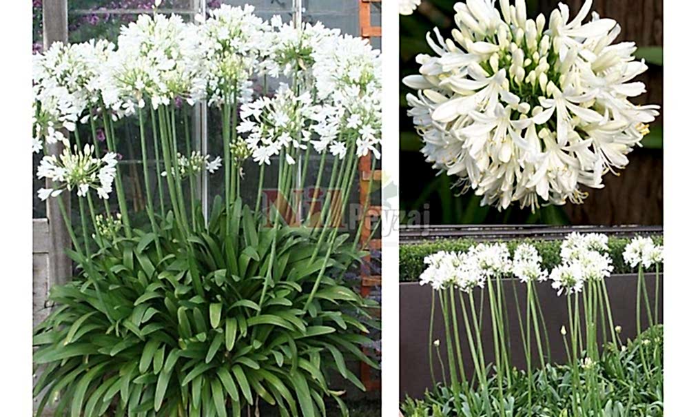 Agapanthus africanus’Alba’/Afrika Zambağı-Beyaz Çiçekli