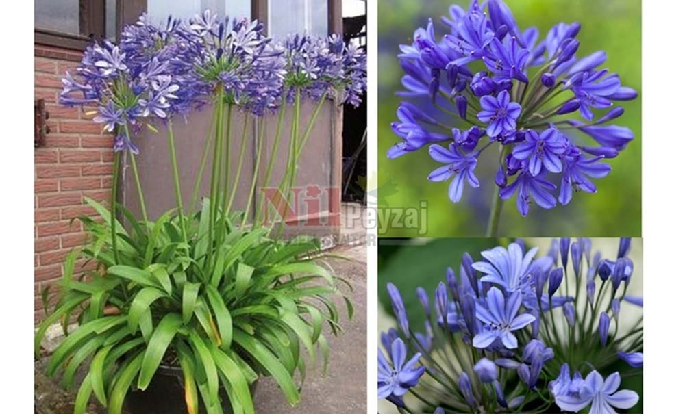 Agapanthus africanus’Blue’/Afrika Zambağı-Mavi Çiçekli