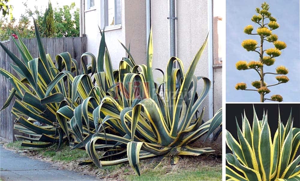 Agave americana marginata/Alacalı Sabırlık