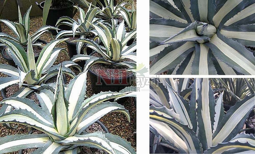 Agave americana mediopict