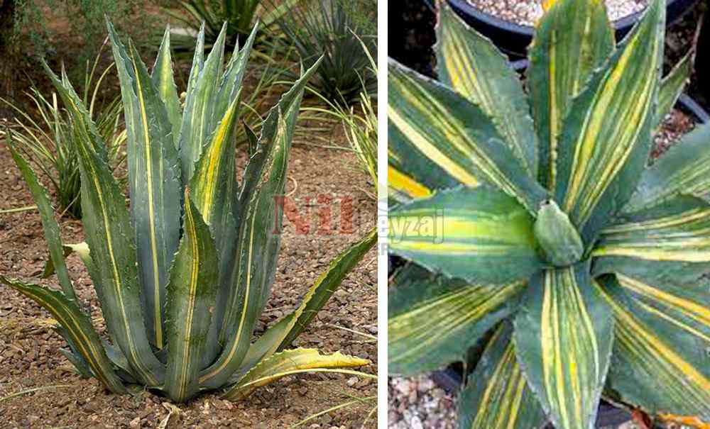 Agave americana striata/Çizgili Sabırlık