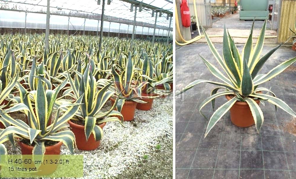 Agave americana variegata/Alacalı sabırlık