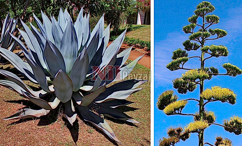 Agave americana/Sabırlık