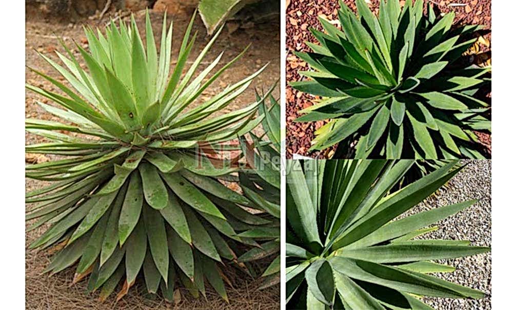 Agave angustifolia