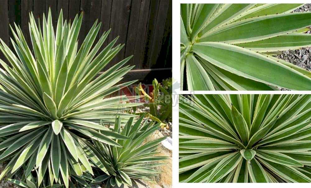 Agave angustifolia varigate/Alacalı Dar Yap.Sabırlık