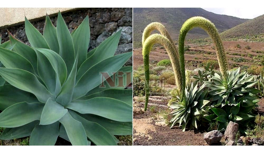 Agave attenuata/Kuğu Boynu Sabırı