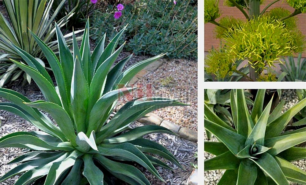 Agave desmettiana/İbrik Yapraklı Sabırlık