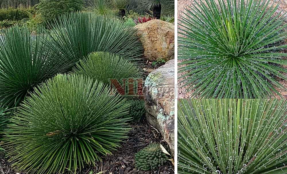 Agave geminifolia /İnce Yapraklı sabırlık