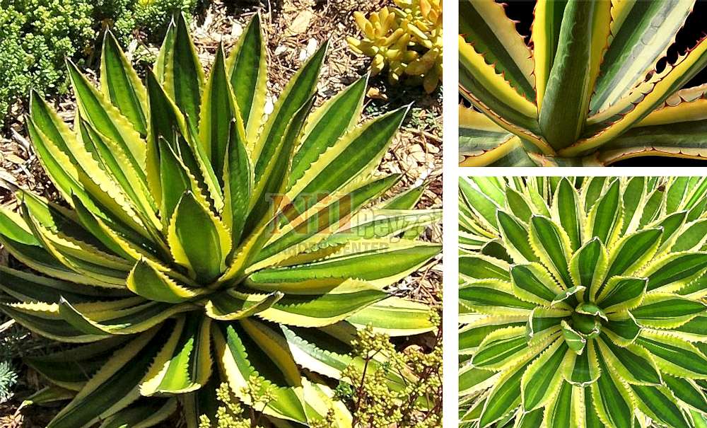 Agave lophantha quadricolor