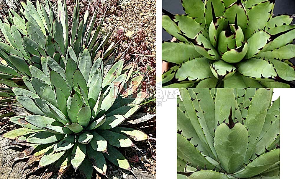 Agave macrocantha/Büyük Dikenli Sabırlık