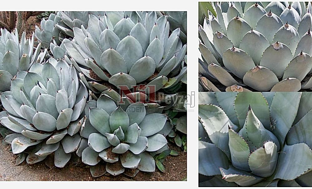 Agave parry