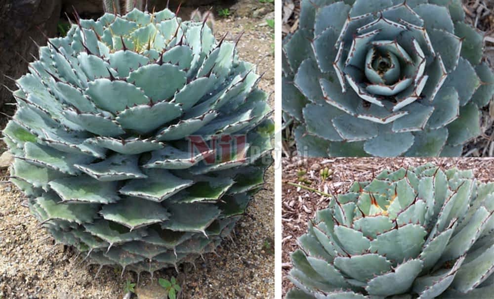 Agave potatorum