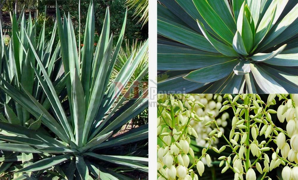 Agave sisalana/Sisal Agavı