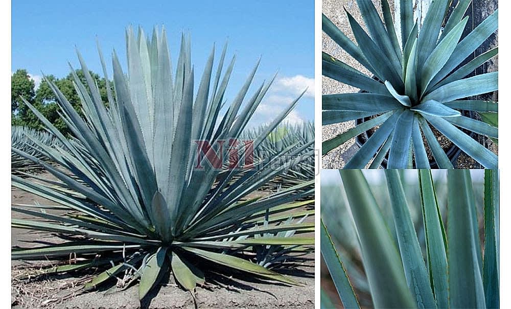 Agave tequilana/Tekila Sabırlığı