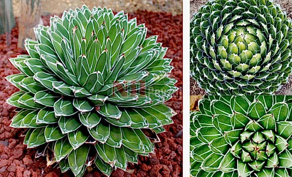 Agave victoriae reginae/Kraliçe Viktorya Agavı