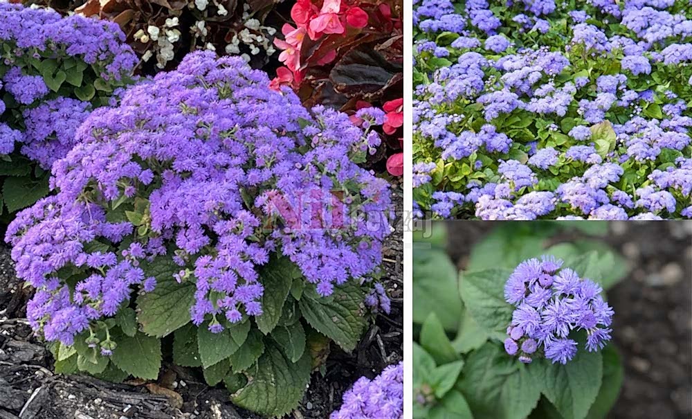 Ageratum houstonianum/Vapur dumanı