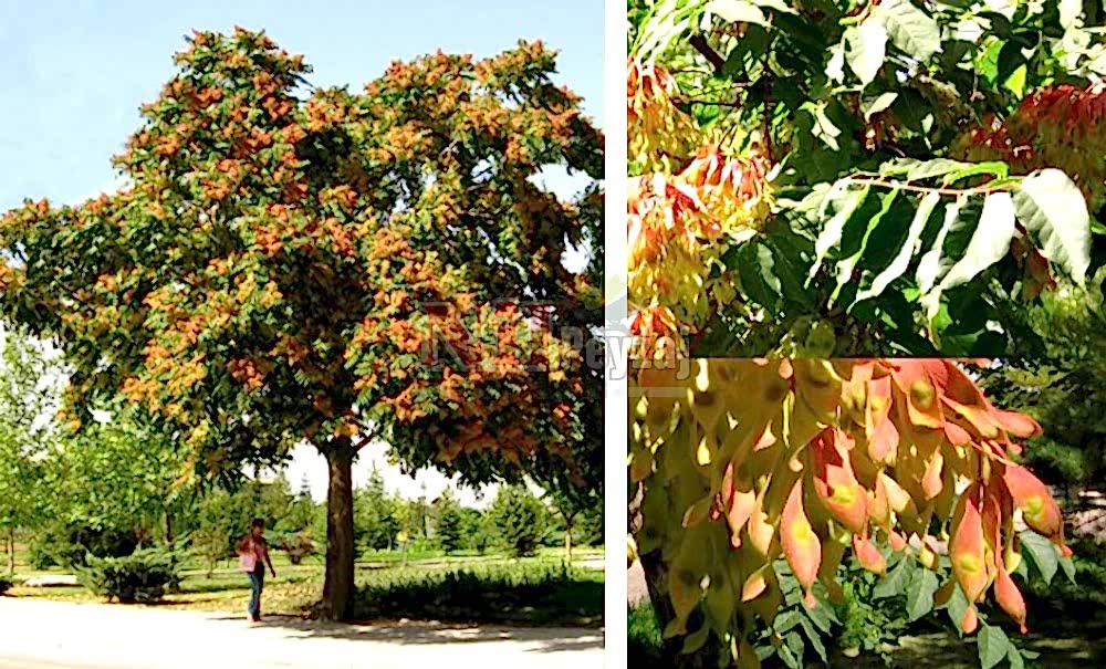 Ailanthus altissima/Kokar Ağaç