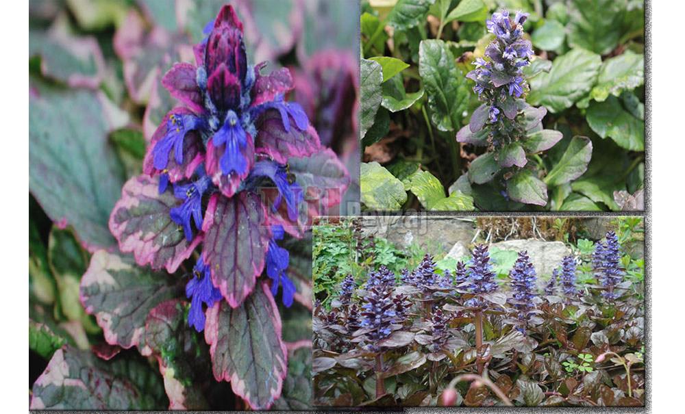 Ajuga reptans / Dağ Mayasıl otu