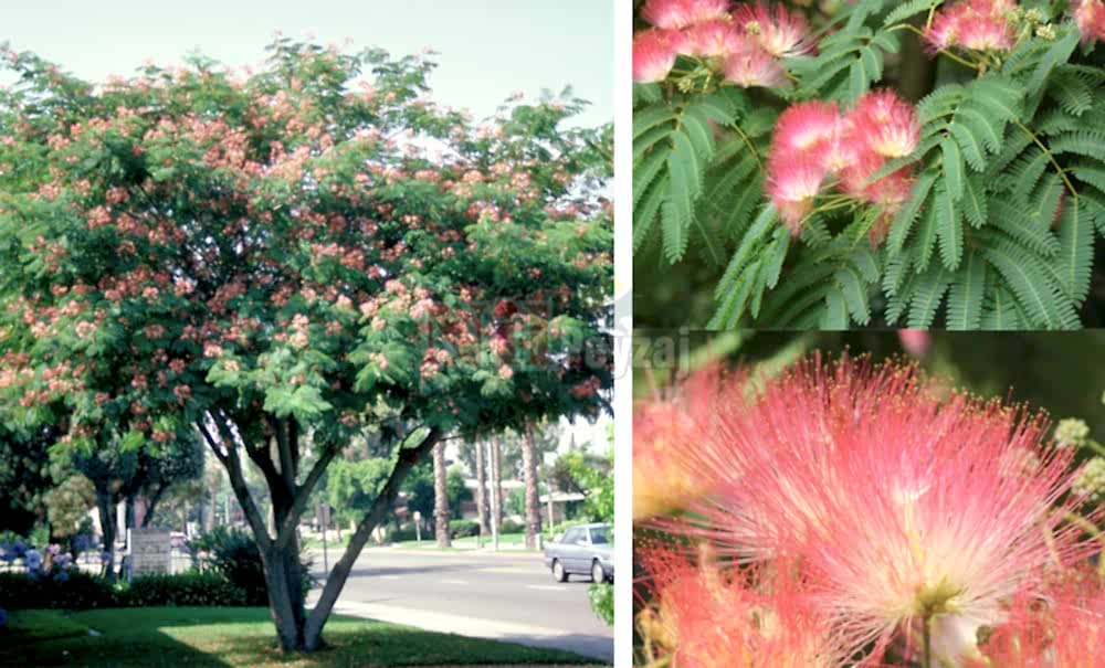 Albizia julibrissin/Gül ibirişim