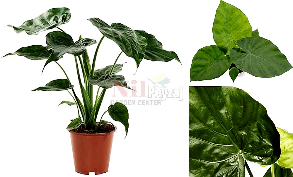 Alocasia macrorrhiza/Fil Kulağı