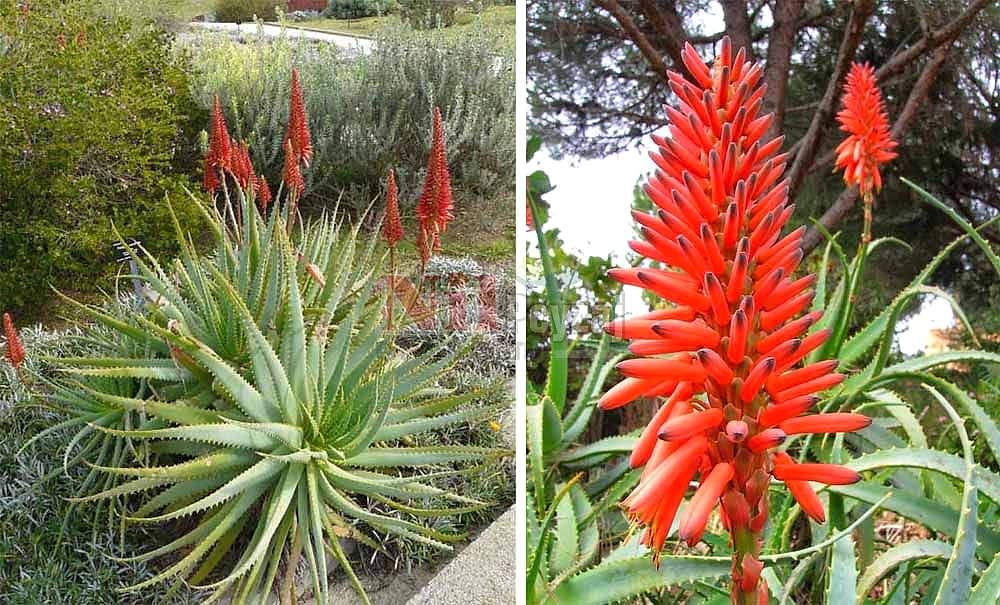 Aloe arborescens/Testere Bitkisi