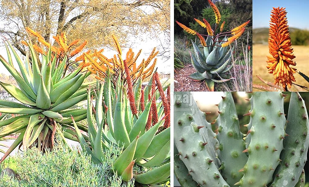 Aloe marlothii