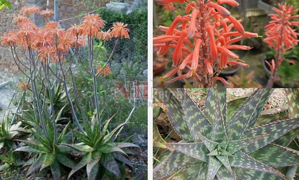 Aloe saponaria/Sabun Aloesi