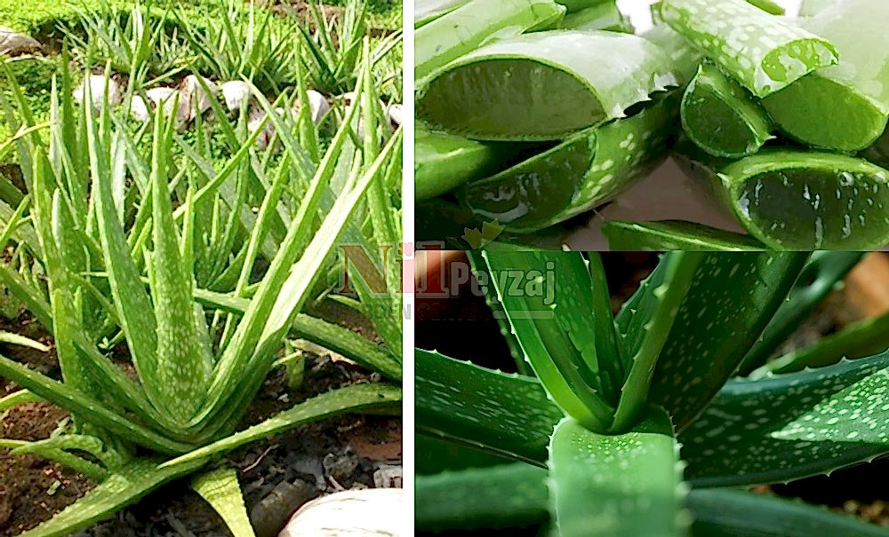 Aloe vera/Sarı Sabır