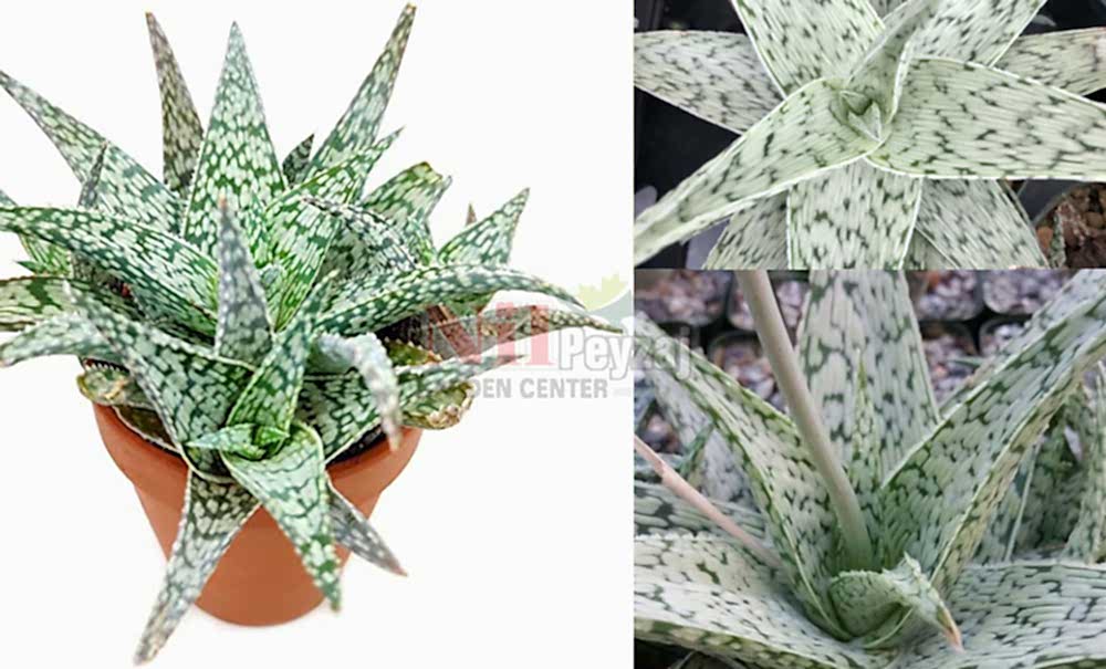 Aloe white stag