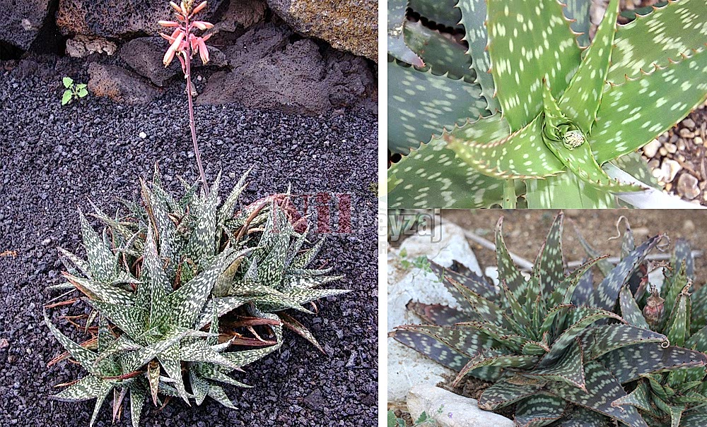 Aloe zebrina