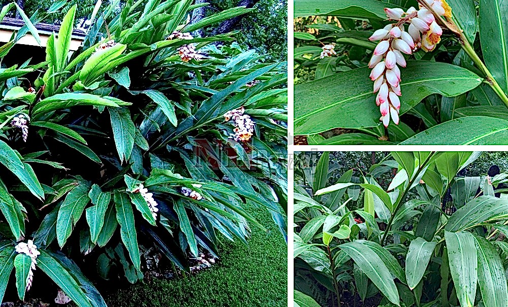 Alpinia zerumbet/Alpinia