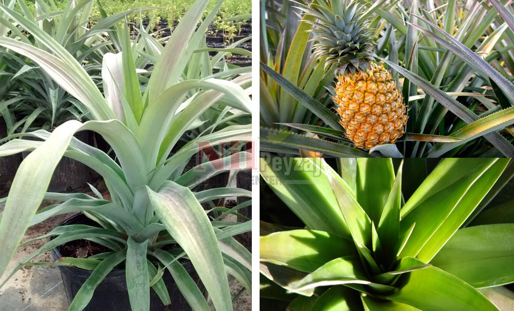 Ananas comosus pineapple/Ananas