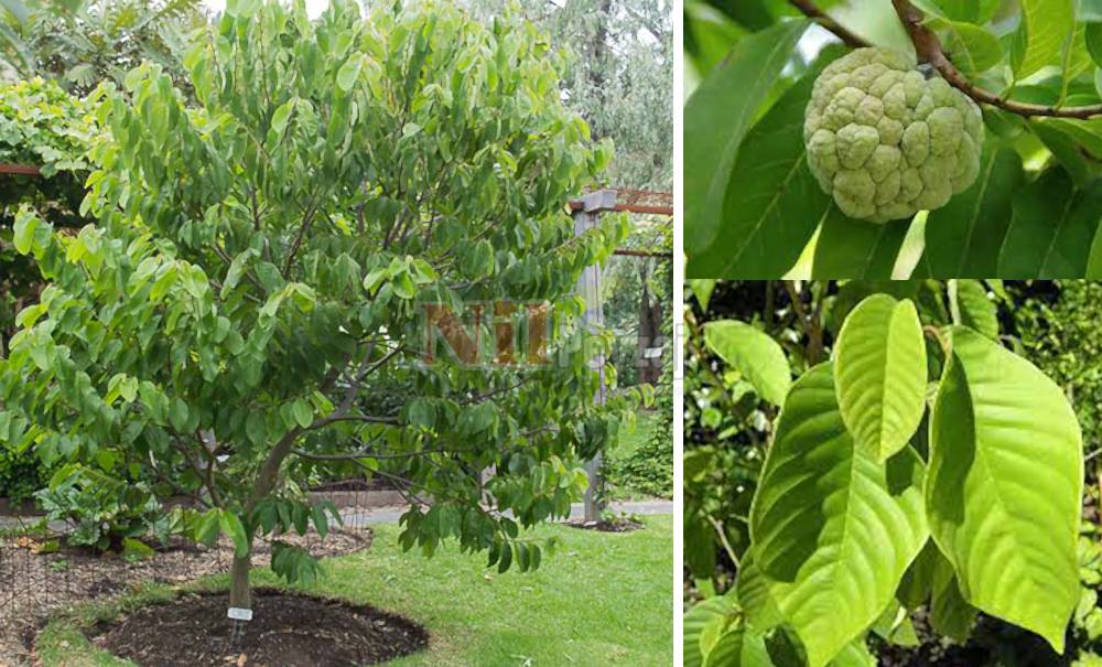 Annona cherimola/Şerimoya (Sugar Apple)