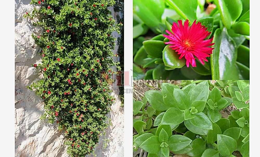 Aptenia cordifolia/Buz Çiçeği