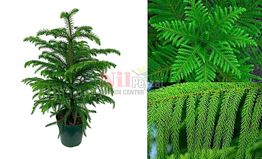 Araucaria heterophylla/Salon Çamı