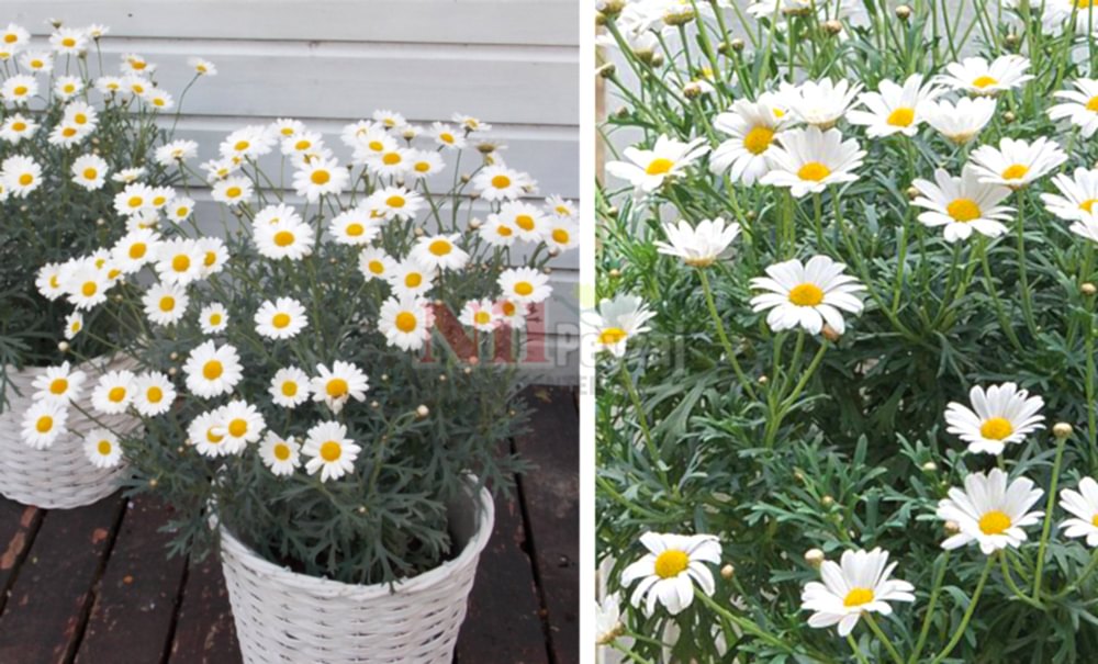 Argyranthemum angelic/ Papatya-Everest (BEYAZ)