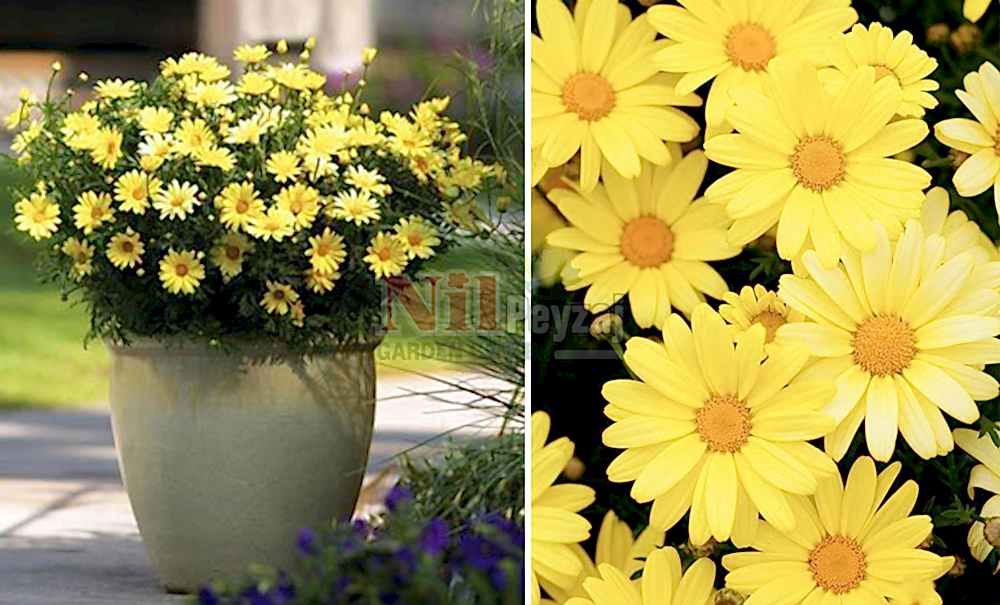 Argyranthemum angelic/Papatya-Sunny Spring (SARI)