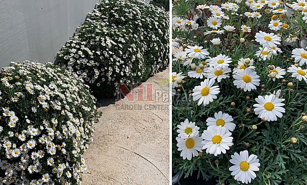 Argyranthemum frutescens/Papatya -Beyaz