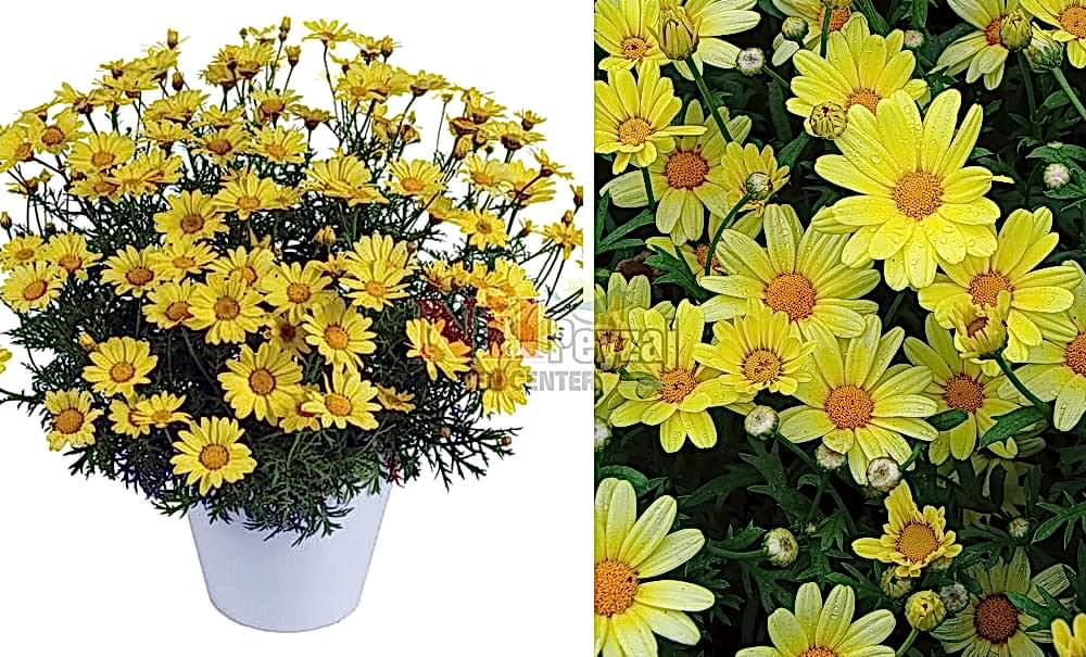 Argyranthemum frutescens/Papatya-Sarı