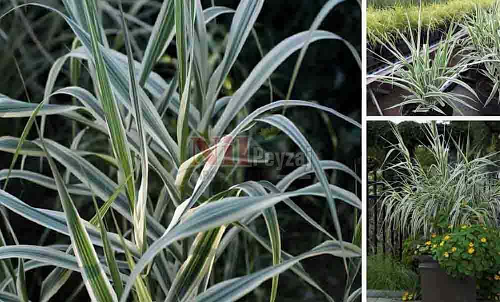 Arundo donax variegata/Alacalı Kargı