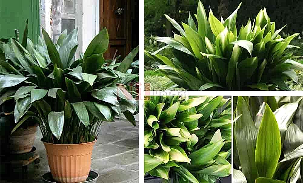 Aspidistra elatior /Salon Yaprağı