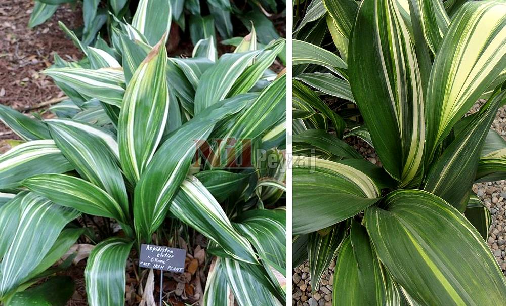 Aspidistra elatior variegata/Salon Yaprağı Alacalı